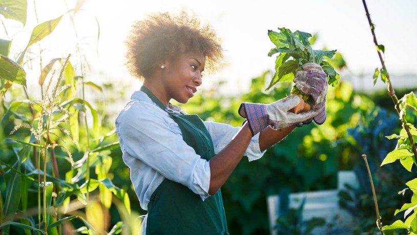 Woman harvesting carrots in her own garden.